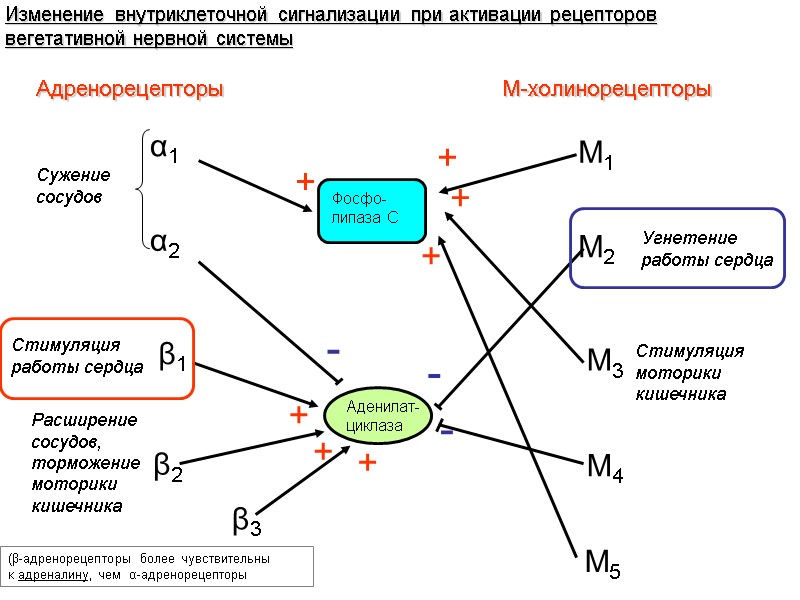 Изменение внутриклеточной сигнализации при активации рецепторов вегетативной нервной системы